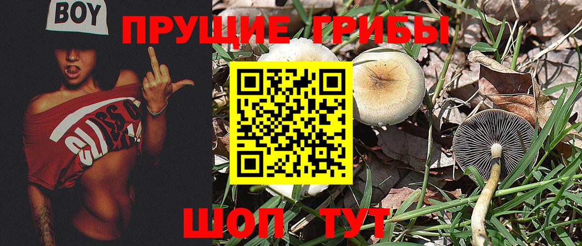 Тверь  Псилоцибиновые грибы Cubensis  Вход с VPN 